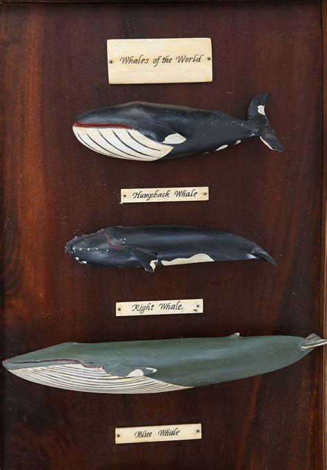 Vintage Carved Wood 8 Whale Species Plaque Whales Of The World Vintage Carved Wood 8 Whale
