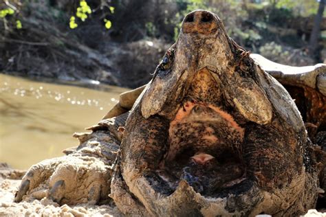 Alligator Snapping Turtles Houston Public Media