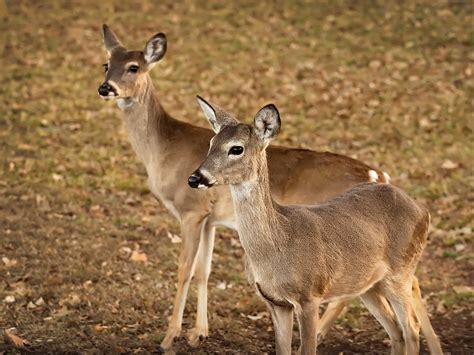 Doe A Deer Two Female Deer Best Viewed Large On Black Flickr