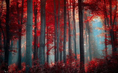 Red Forest Nature Trees Hd Wallpaper Wallpaperbetter