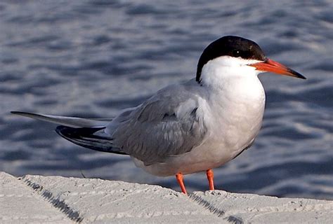 Army Corps Tries To Lure Common Terns Back To The Nest Michigan Radio