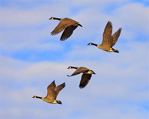 Canadian Geese In Flight Photograph By Delmas Lehman Fine Art America