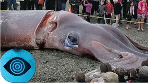 Allgemein gilt der riesenkalmar architeuthis als der größte kopffüßer. Russlands Seemonster aus der Antarktis! - YouTube