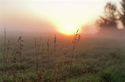 Summer Morning Meadow Photograph By David Hauge Fine Art America