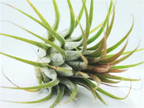 How To Propagate An Air Plant Step By Step Methods Fiddle And Thorn