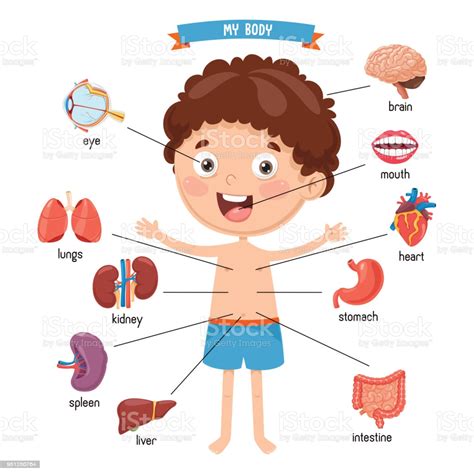 Learn vocabulary, terms and more with flashcards, games and other study tools. Vector Illustration Of Human Body Stock Illustration - Download Image Now - iStock