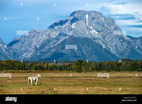 Horse Horses Grand Teton National Park Wyoming Usa United States