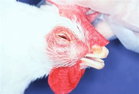 Infectious Coryza In Chickens Poultry Msd Veterinary Manual