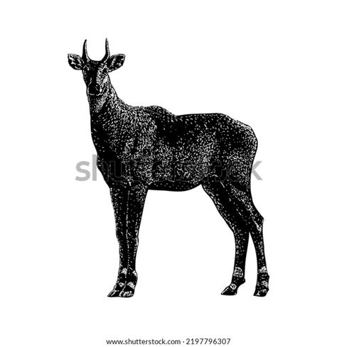 Nilgai Hand Drawing Vector Illustration Isolated Vetor Stock Livre De