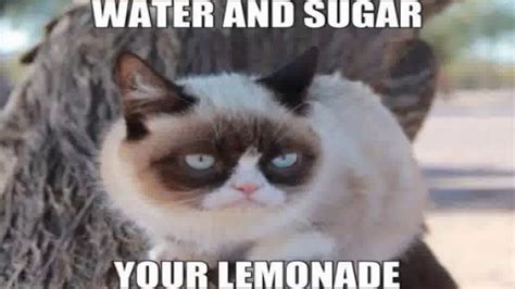 Grumpy Cat Memes Clean For Kids 1 King Tumblr