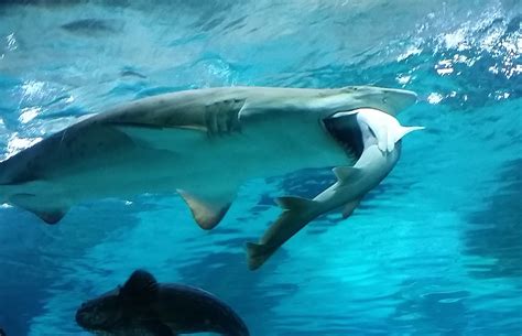 VIDEO SHOCKING Man Strips Naked And Dives Into Shark Tank At Aquarium