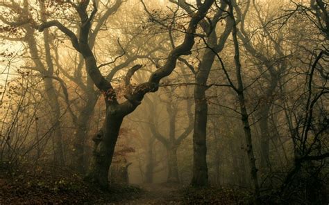 1109582 Sunlight Trees Landscape Forest Fall Leaves Dark Nature