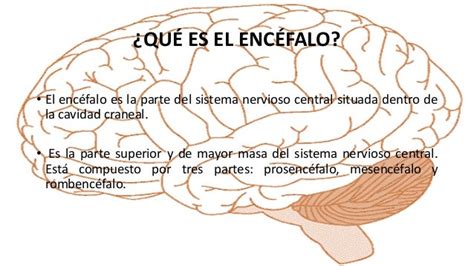 Neuroanatomía Del Encéfalo