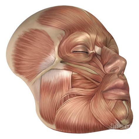 Anatomy Of Human Face Muscles Digital Art By Stocktrek Images