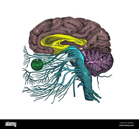 Anatomia Del Cervello Opera Storica Di Anatomia Del Cervello Umano E I