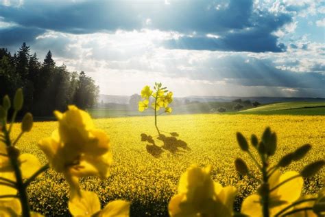 Spring Fields Hd Wallpapers Wallpaper Cave