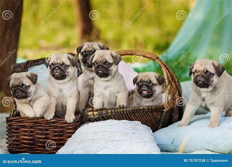 Beautiful Pug Dog Puppies In A Basket Outdoors On Summer Day Stock