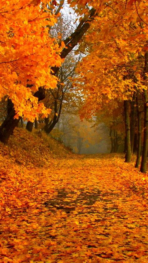 Free Download Images For Fall Foliage Wallpaper Widescreen 1920x1200