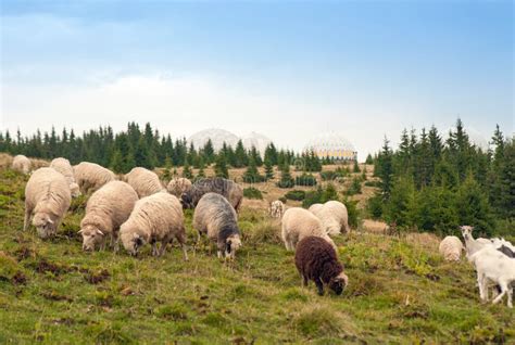 Herd Of Sheep Graze On Green Pasture In The Mountains Stock Photo