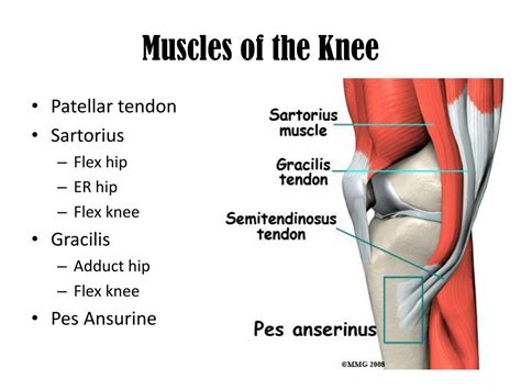 Muscle That Extends The Knee