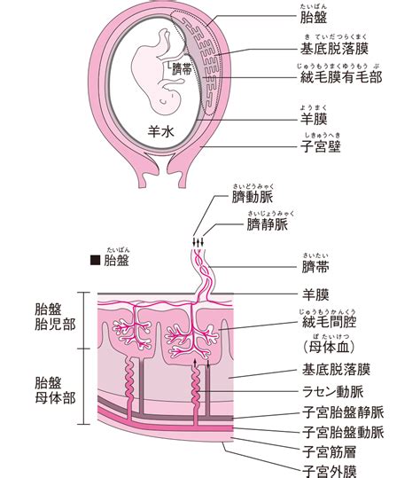 胎盤の構造はどうなっているの？｜看護roo [カンゴルー]