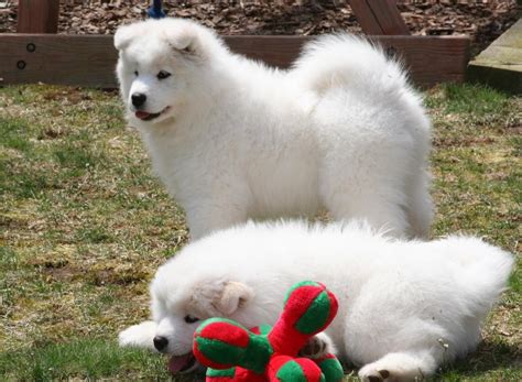 Don't miss what's happening in your neighborhood. Samoyed Puppies For Sale | Jacksonville, FL #244018