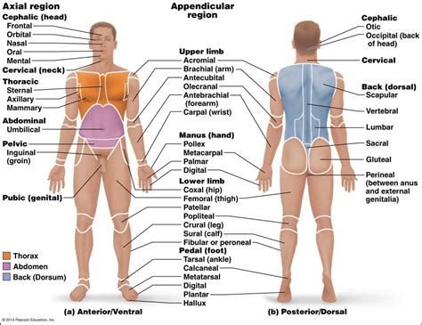 Anatomical names and common names. Anatomical Position Labeled - Human Anatomy Diagram ...