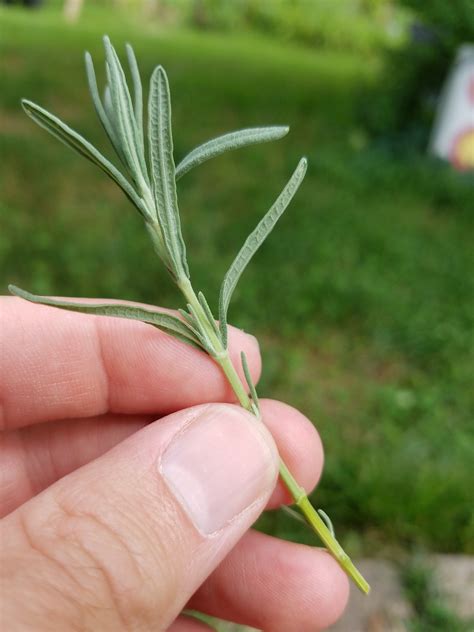 How To Plant Lavender Cuttings 1littlesong