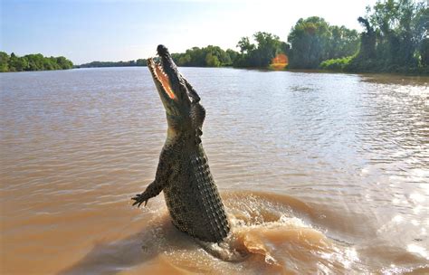 Fascinating Facts About The Australian Saltwater Crocodile