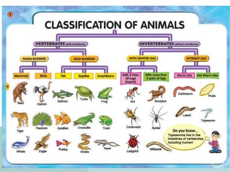 Classification Of Living Organism Igcse O Level Biology