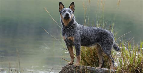 Blue Heeler Breed Guide Lifespan Size And Characteristics