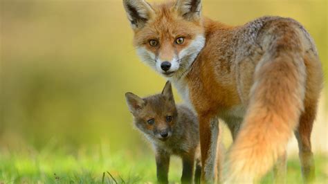 Wallpaper Animals Close Up Fox Cub Look Back 1920x1200 Hd Picture Image