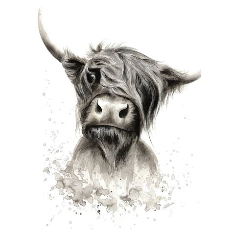 Highland Cow Illustration Print Cow Illustration Highland Cow Art