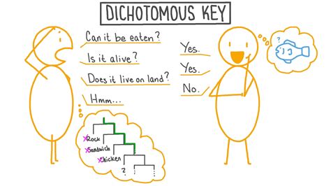 Lesson Dichotomous Keys Nagwa