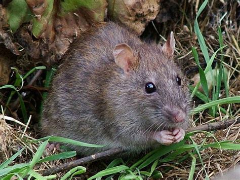 Nycs Rat Fighting Mayor Fined Over Infestation At Own House