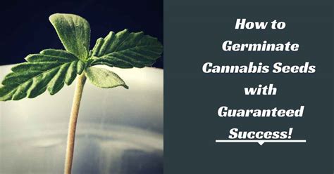 How To Germinate Weed Seeds Step By Step For Beginner