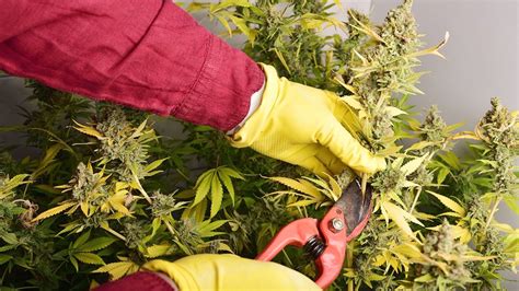 What Time Of Day Is The Best For Harvesting Your Cannabis Plants
