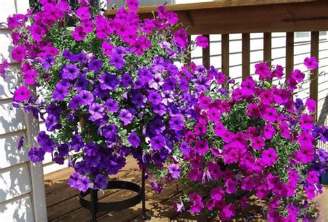 25 Beautiful Backyard Ideas For Growing Petunias In Containers