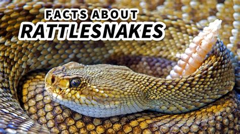 Rattlesnake Facts The Most Musical Snakes Animal Fact Files Youtube