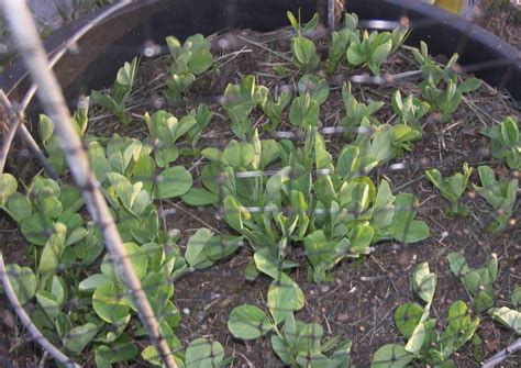 Growing Peas Mammoth Melting Sugar Snow At 3 Weeks