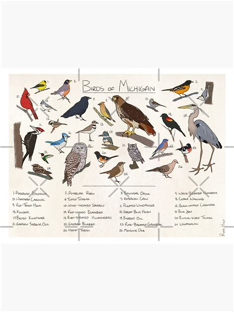 Birds Of Michigan Guide Poster For Sale By Riverholtart Redbubble