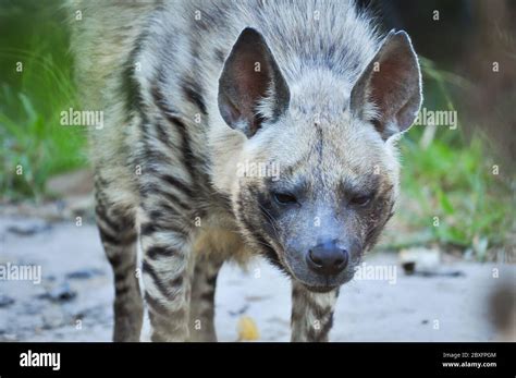 The Striped Hyena Is A Species Of True Hyena Native To North And East