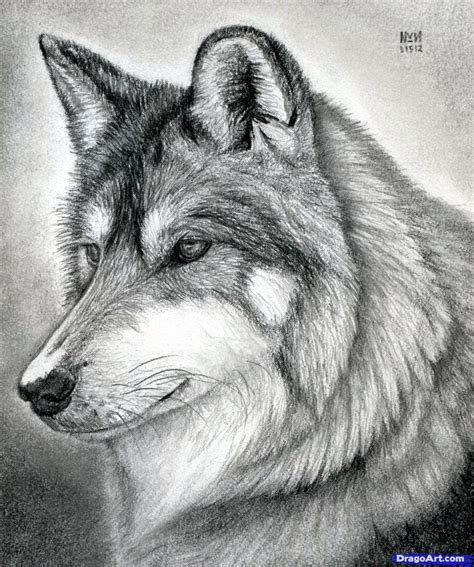 Realistic Wolf Drawing Clip Art Library