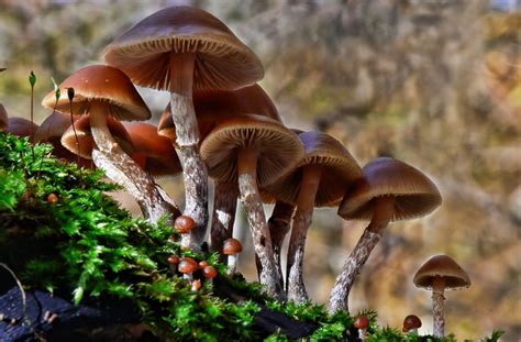 10 Most Poisonous Mushrooms Planet Deadly