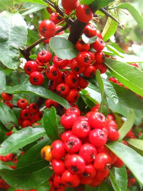 Red Berries Mrseds Flickr