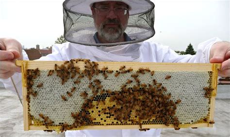 Living Frugally The Beekeeper Next Door Nytimes