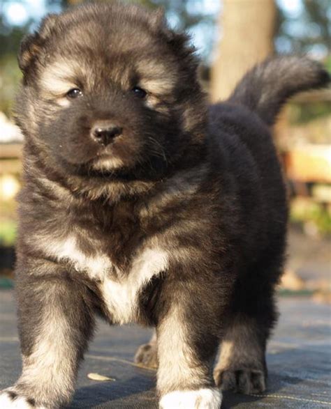 Female caucasian shepherd puppy for sale. ResearchBreeder.com - Find Caucasian Shepherd Dog Puppies ...