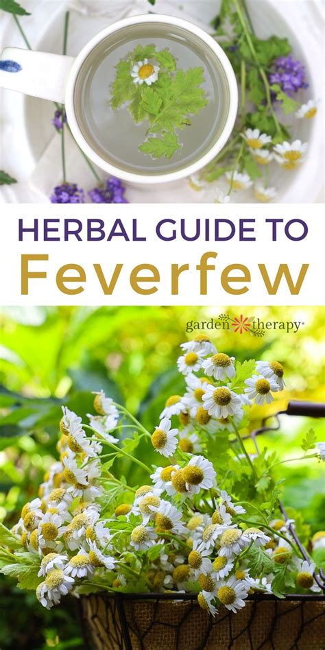 Herbal Guide To Feverfew Garden Therapy