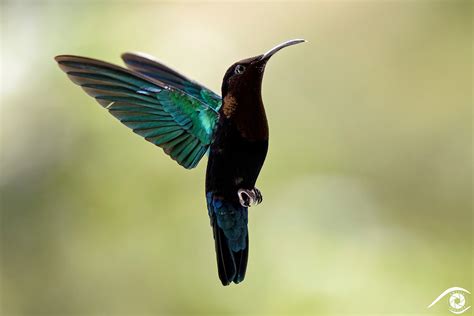 Album De Photographies De Martinique Emilie Bouvier Photographie