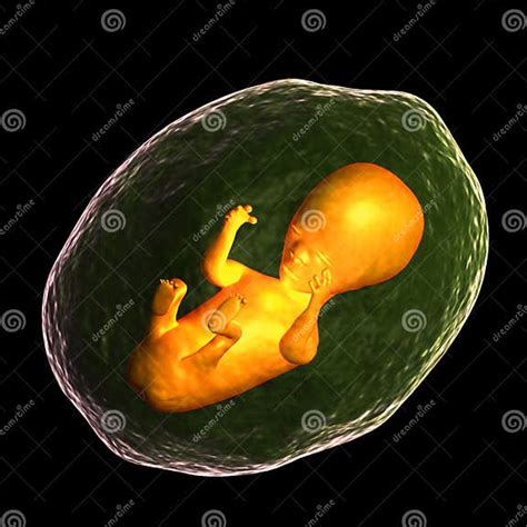 Human Fetus Stock Illustration Illustration Of Pregnancy 37048107